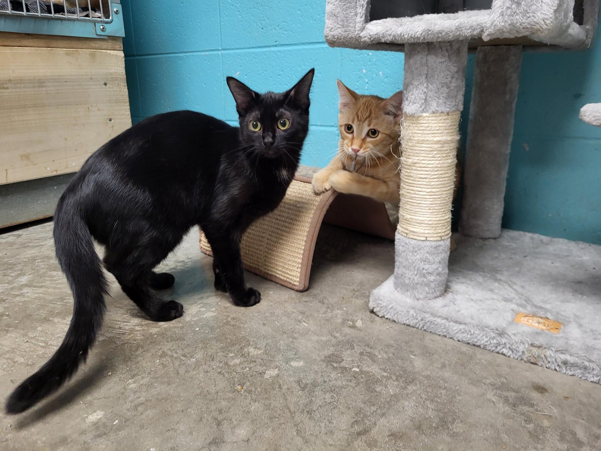 Enlarge Jasper, a Adoptable Domestic Short Hair in Chilton, WI image 3/4