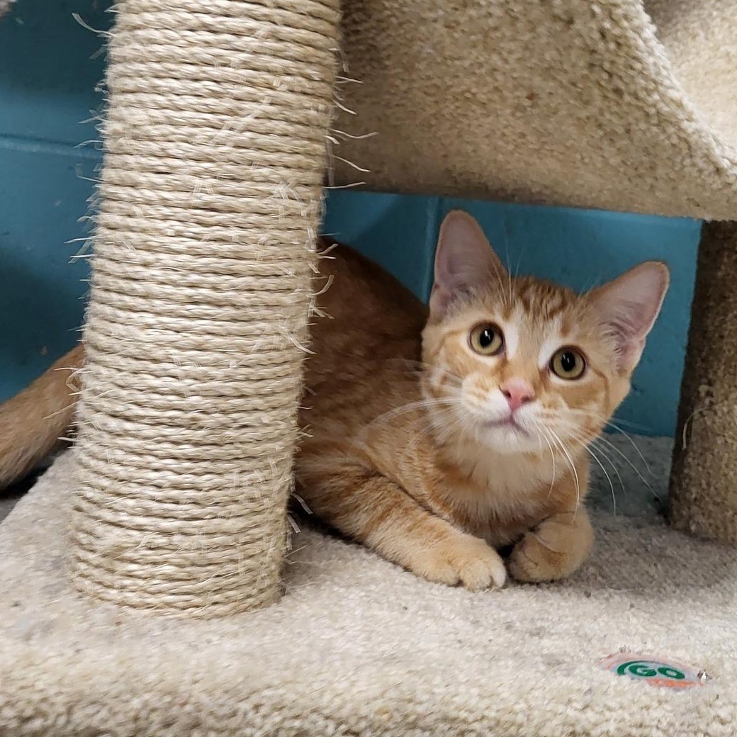 Enlarge Jasper, a Adoptable Domestic Short Hair in Chilton, WI image 1/4