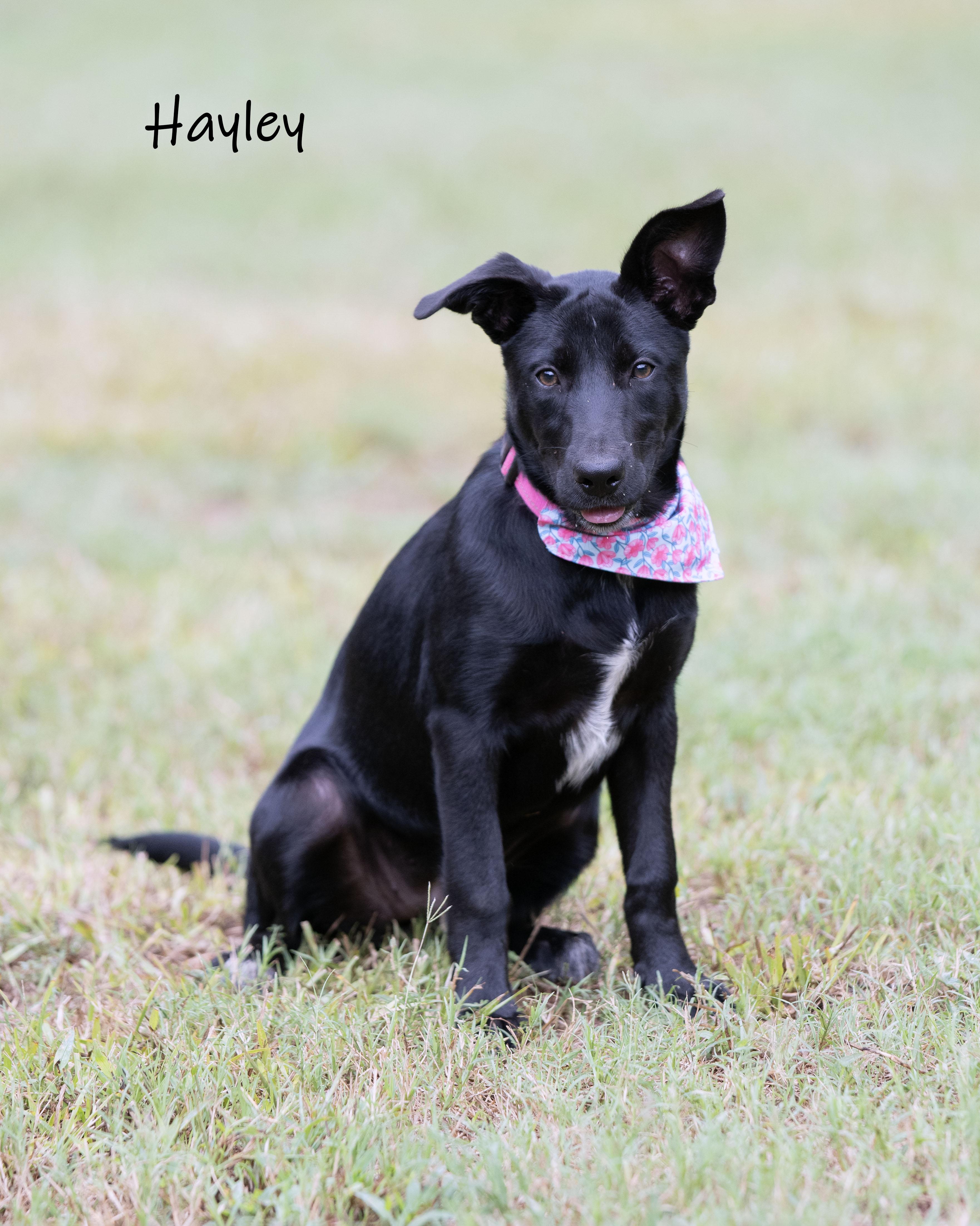 Enlarge Hayley, a Adoptable mixed breed in Bishop, GA image 5/6
