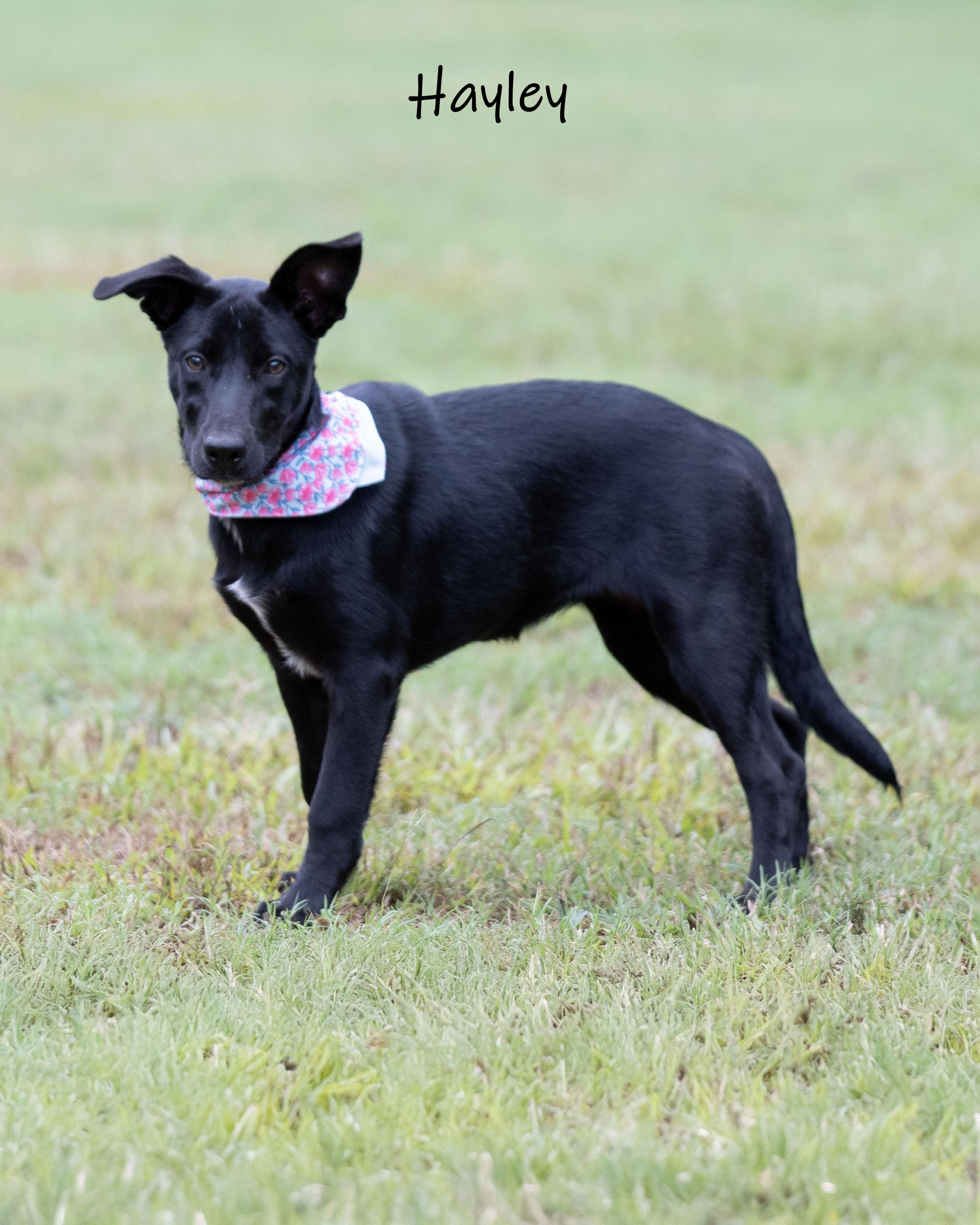 Enlarge Hayley, a Adoptable mixed breed in Bishop, GA image 2/6