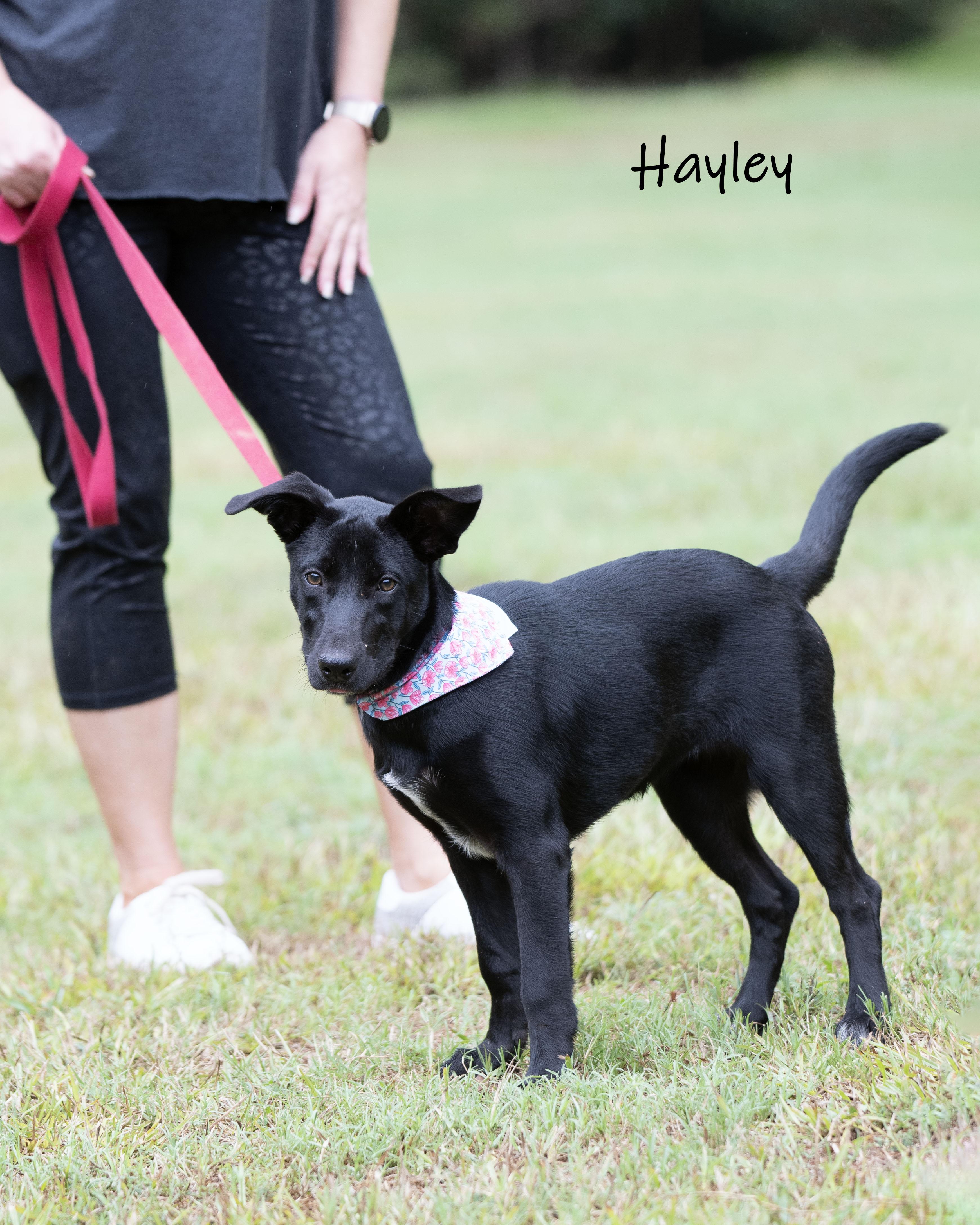Enlarge Hayley, a Adoptable mixed breed in Bishop, GA image 1/6