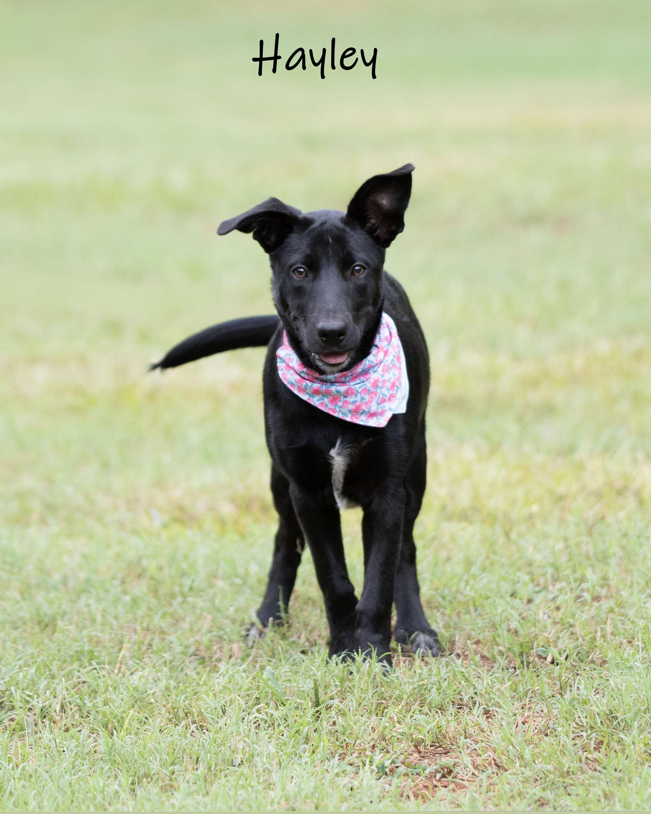Enlarge Hayley, a Adoptable mixed breed in Bishop, GA image 4/6