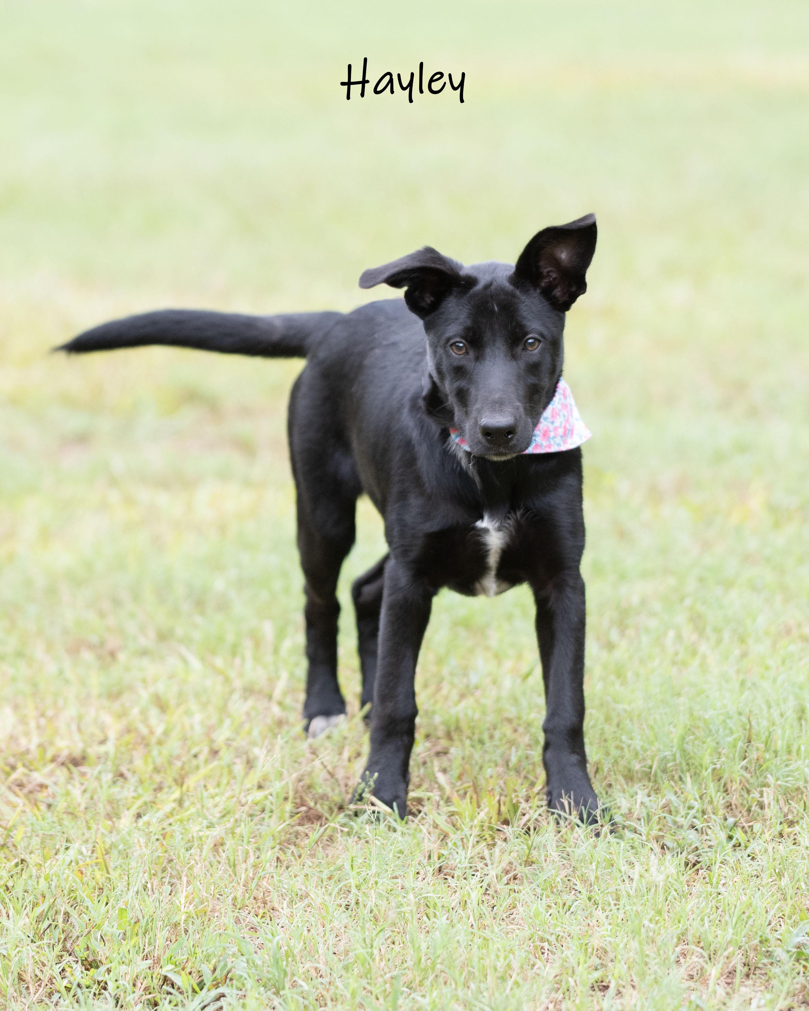 Enlarge Hayley, a Adoptable mixed breed in Bishop, GA image 3/6