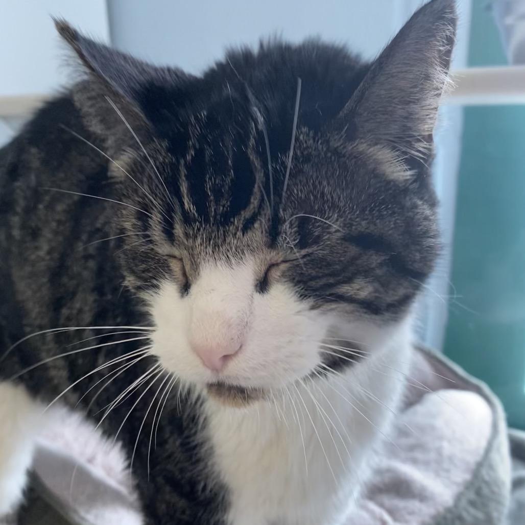 Apollo, a Adoptable Domestic Short Hair in Evansville, IN image 1/3