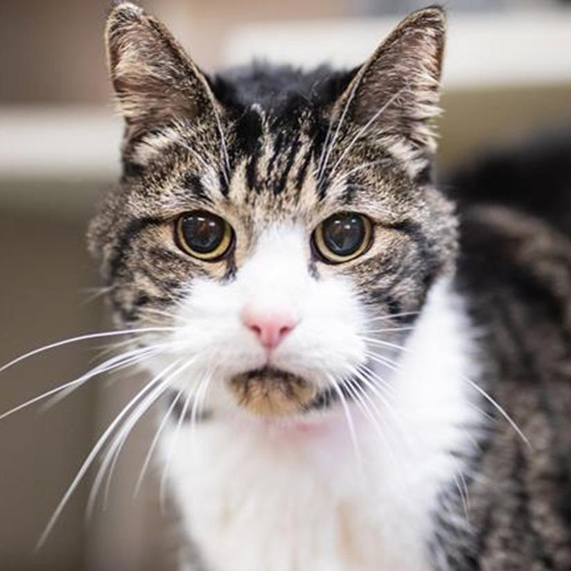 Apollo, a Adoptable Domestic Short Hair in Evansville, IN image 2/3