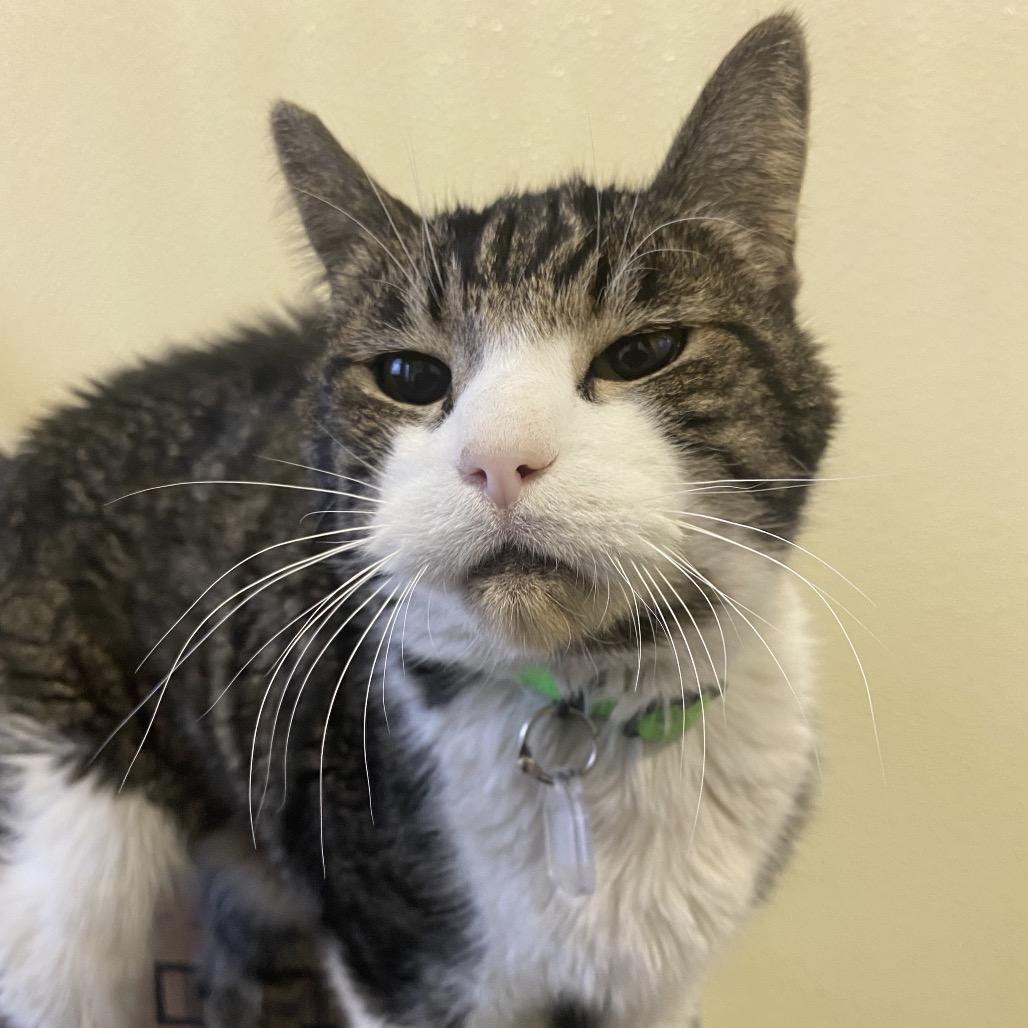 Apollo, a Adoptable Domestic Short Hair in Evansville, IN image 3/3