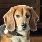 Irwin, Adoptable, Adult Male Beagle.