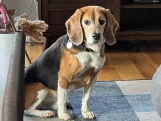 Enlarge Irwin, a Adoptable Beagle in New Boston, NH image 2/3