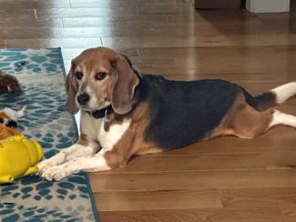 Enlarge Irwin, a Adoptable Beagle in New Boston, NH image 3/3