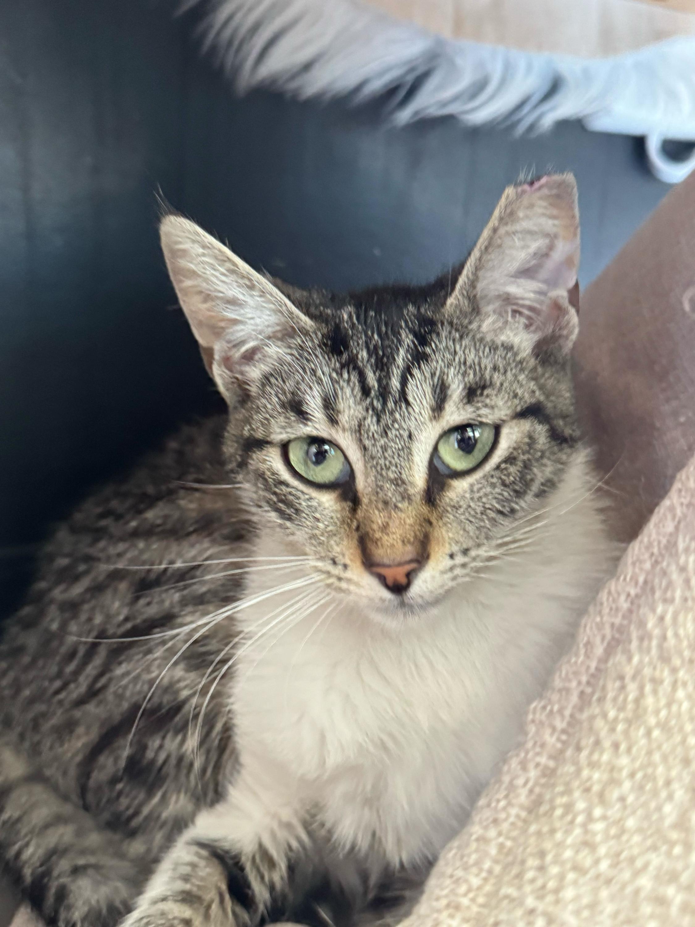 Maxine, adopted, Young Female Domestic Short Hair.