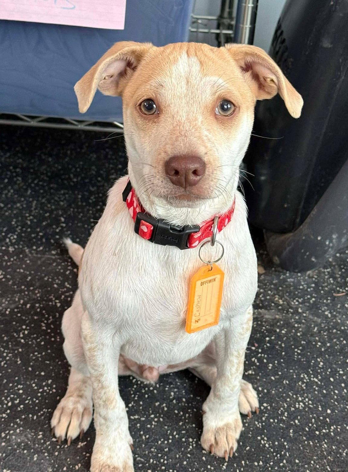 Heather's Cashew TX, Adopted, Puppy Male Chihuahua & Cattle Dog.