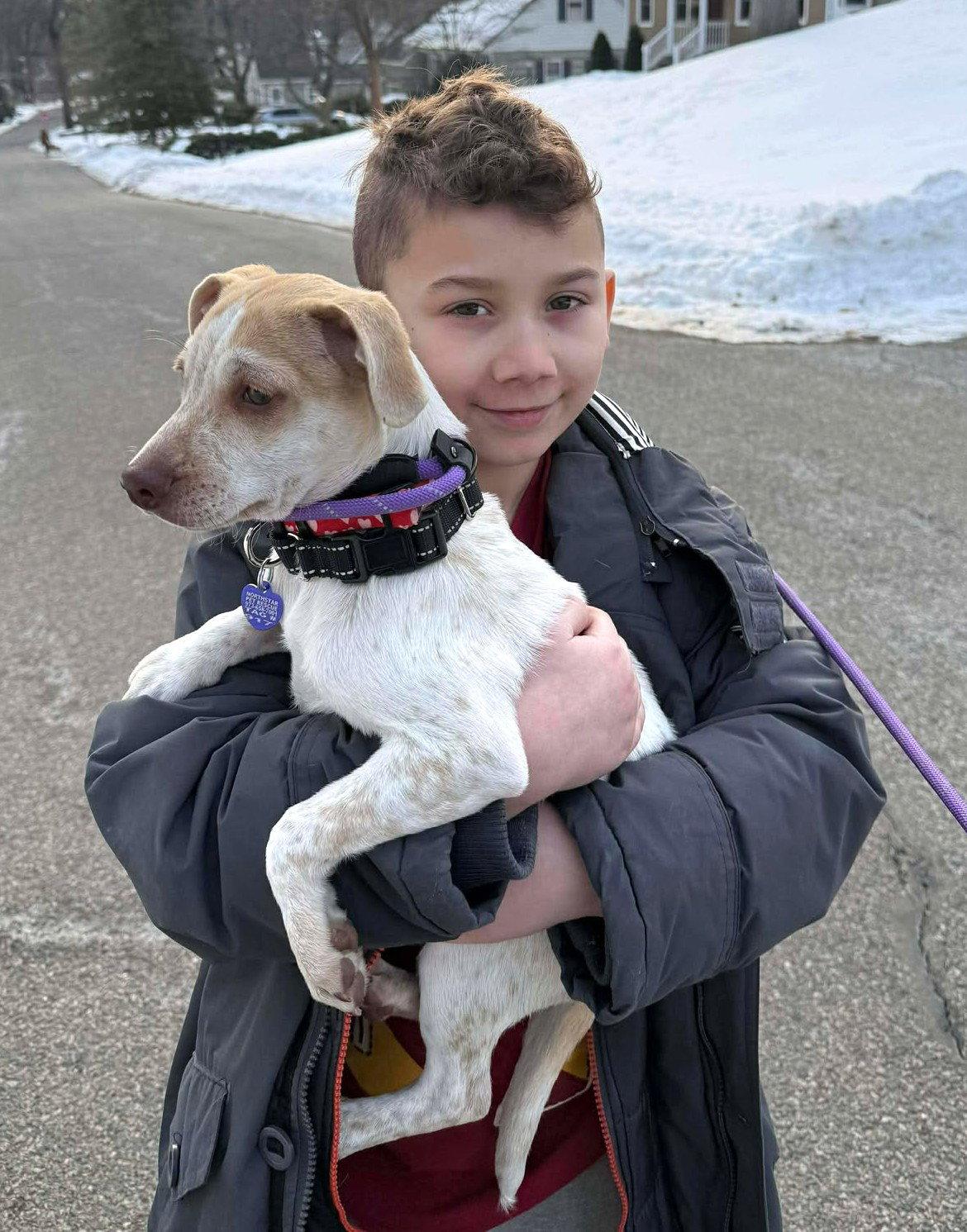 Enlarge Heather's Cashew TX, a Adopted mixed breed in Boonton, NJ image 2/3