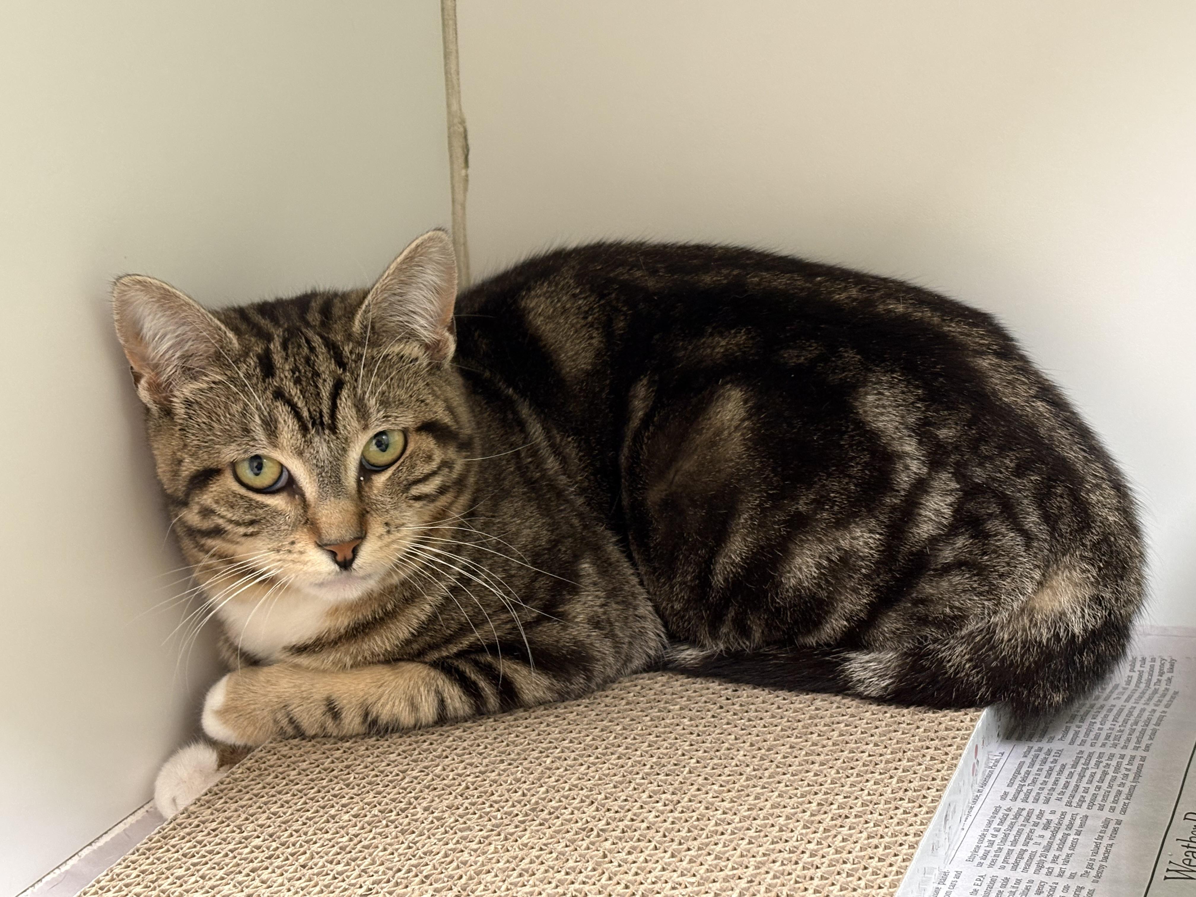 Enlarge Gold Dust Woman, an adopted Domestic Short Hair in Norwalk, CT image 2/3