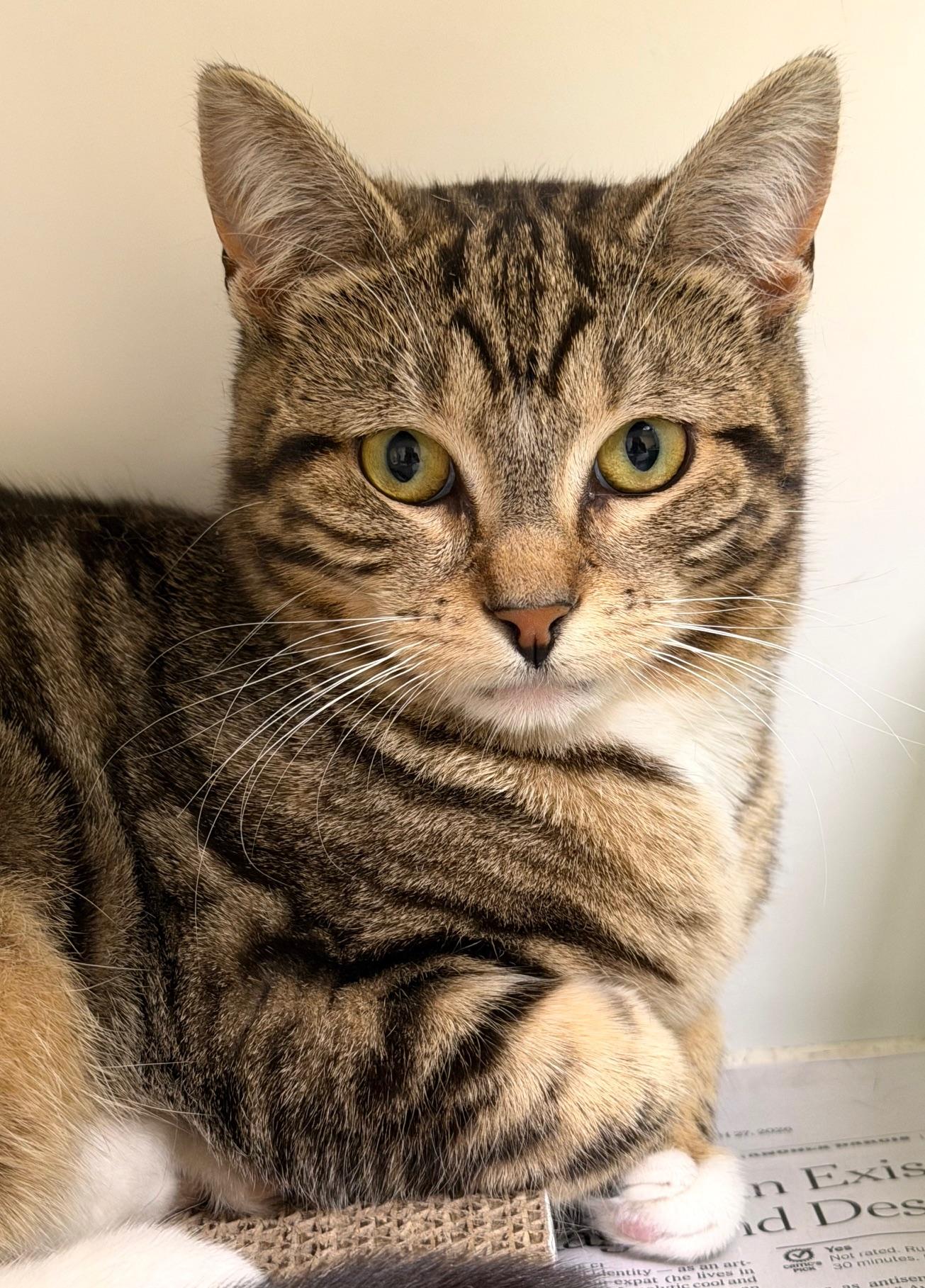 Enlarge Gold Dust Woman, an adopted Domestic Short Hair in Norwalk, CT image 1/3