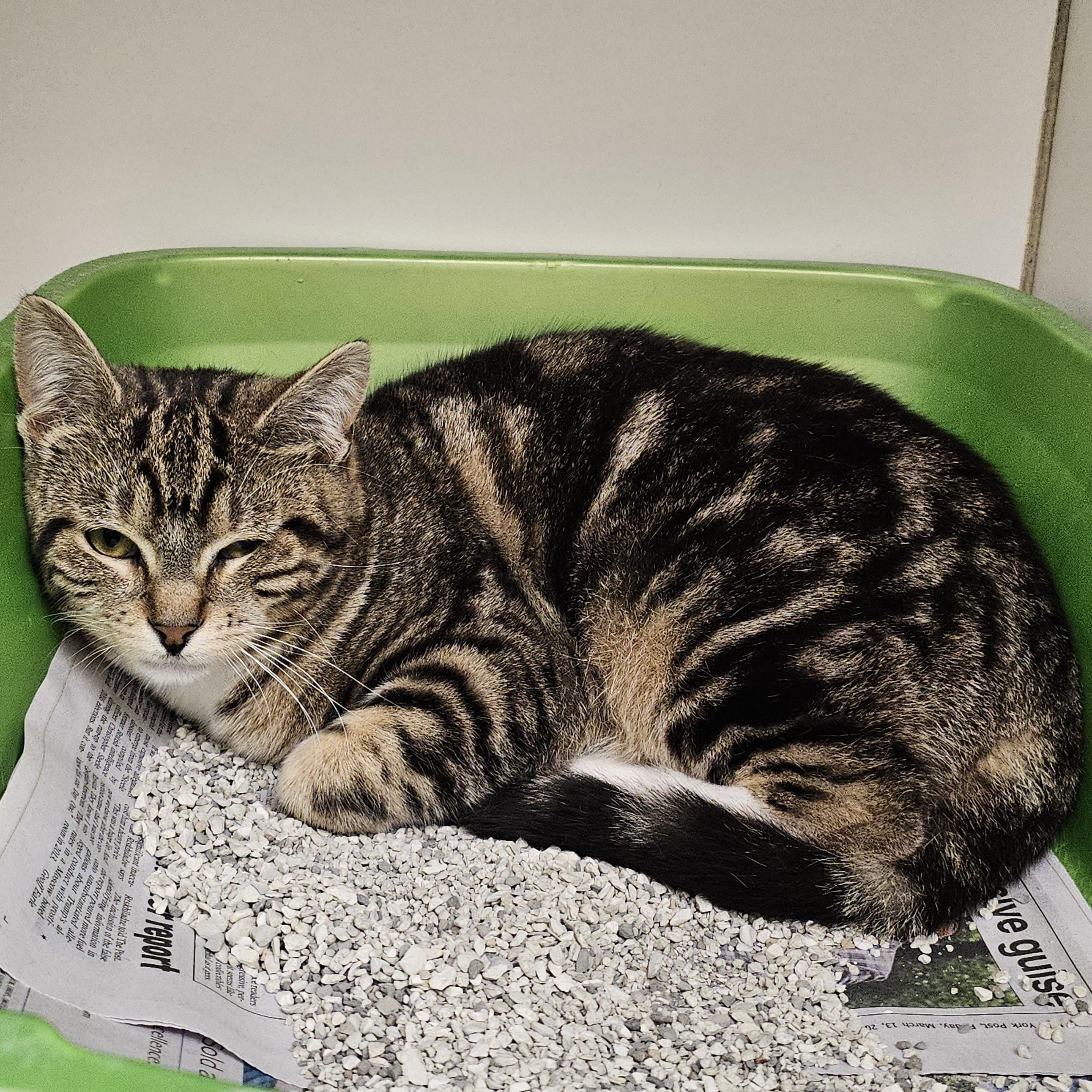 Enlarge Gold Dust Woman, an adopted Domestic Short Hair in Norwalk, CT image 3/3