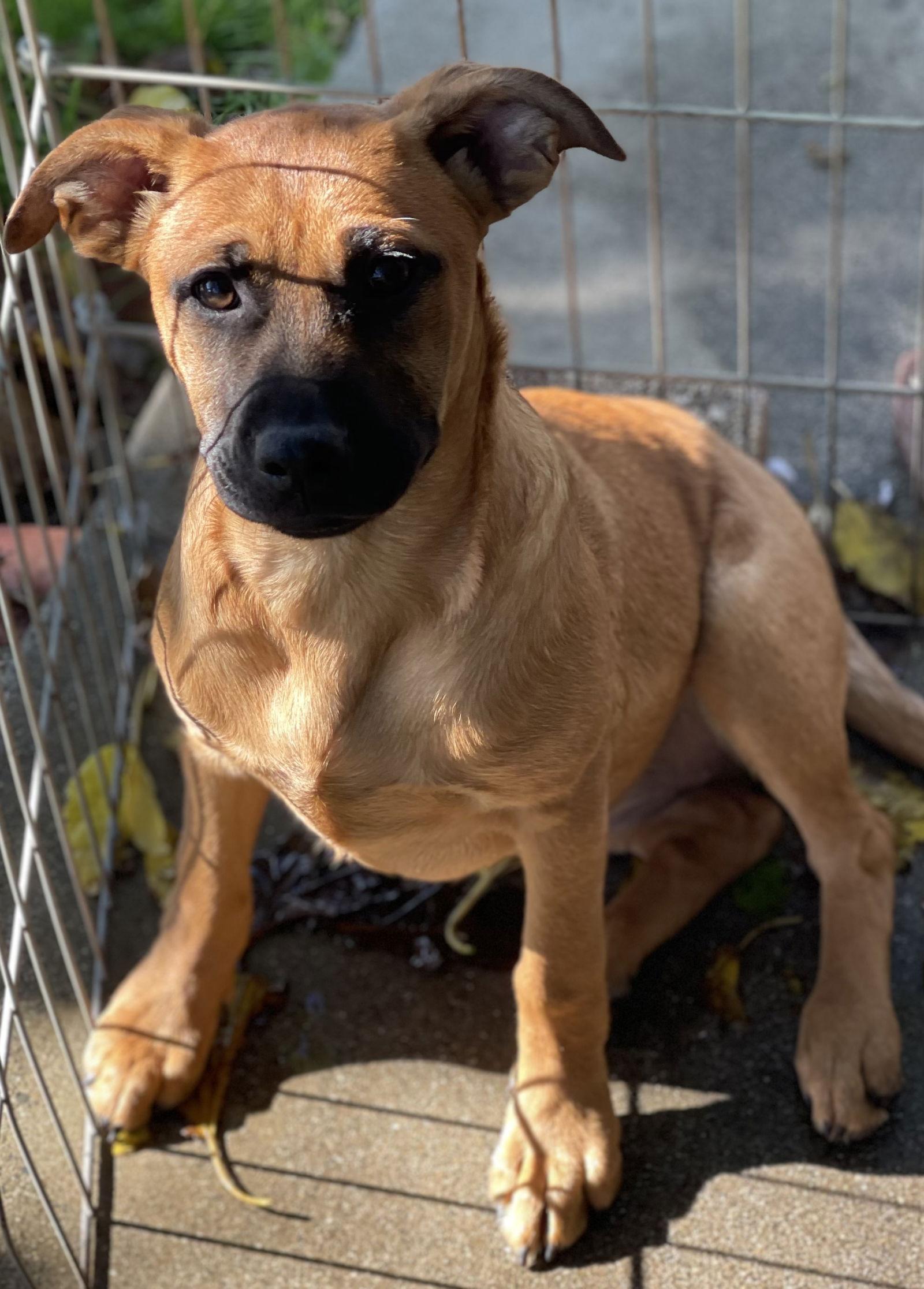 Enlarge Jill, a Adoptable mixed breed in Rancho Cucamonga, CA image 1/2