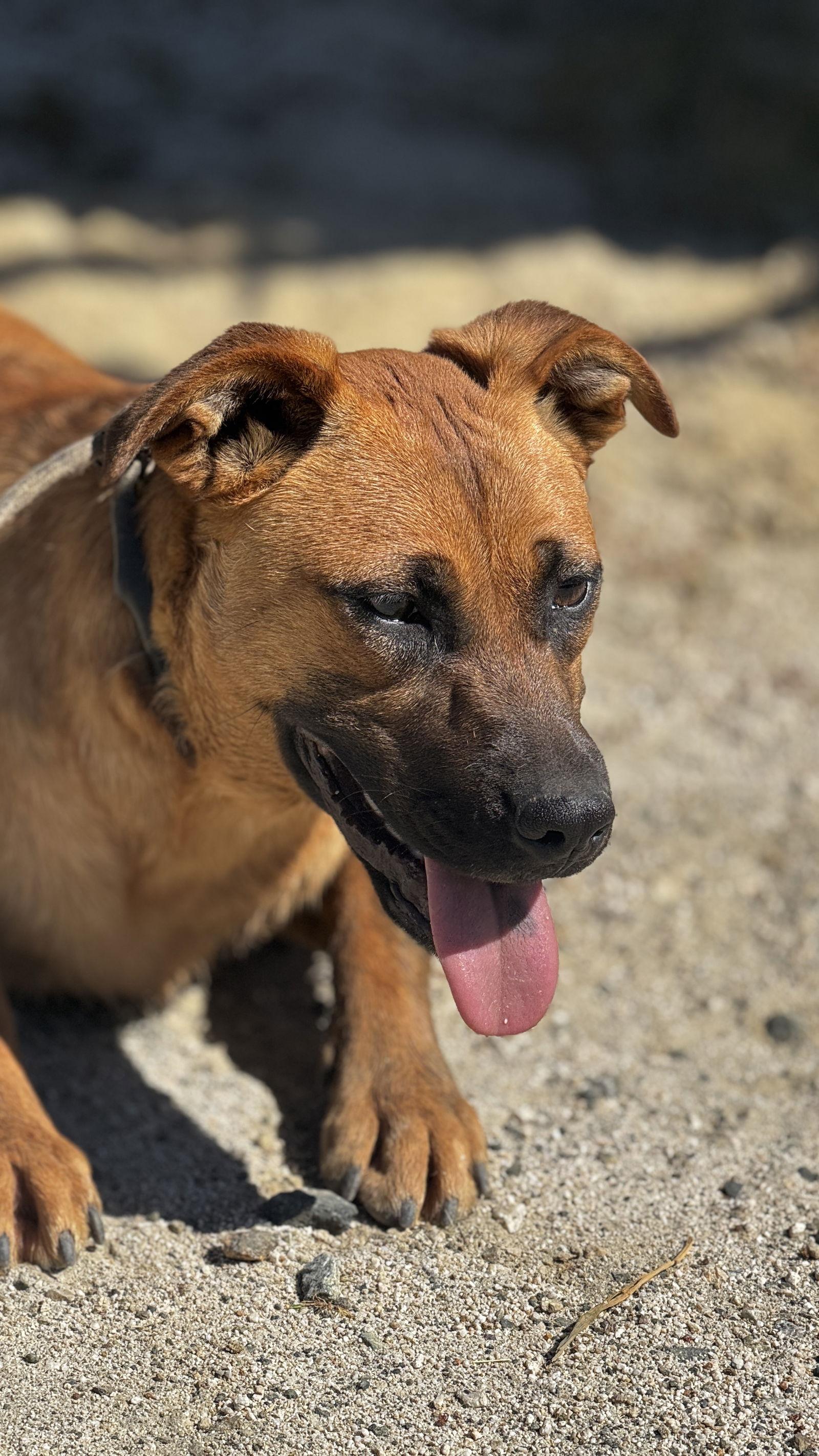 Enlarge Jill, a Adoptable mixed breed in Rancho Cucamonga, CA image 2/3