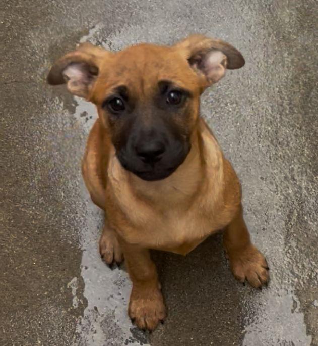 Enlarge Jill, a Adoptable mixed breed in Rancho Cucamonga, CA image 2/2