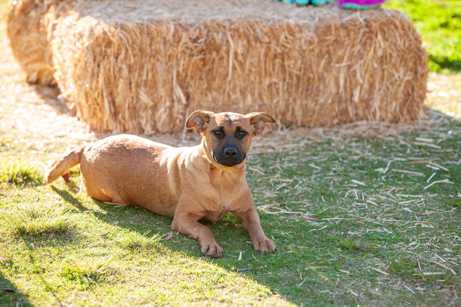 Enlarge Jill, a Adoptable mixed breed in Rancho Cucamonga, CA image 3/3