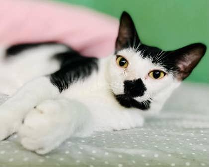 Lucy — thumbnail 2