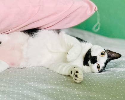 Lucy — thumbnail 3