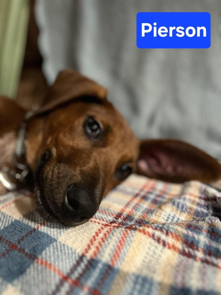 P Pierson, Adoptable, Puppy Male Redbone Coonhound & Australian Cattle Dog / Blue Heeler.