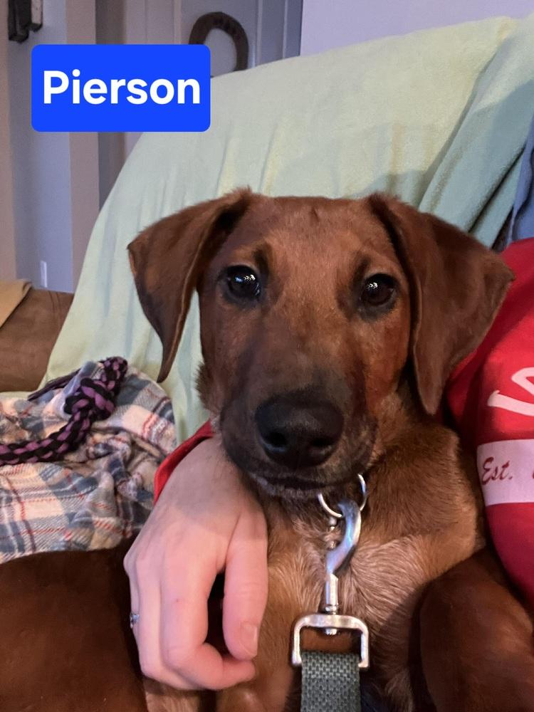 Enlarge P Pierson, a Adoptable mixed breed in Warrenton, MO image 2/6