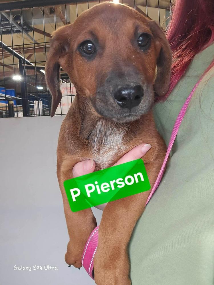 Enlarge P Pierson, a Adoptable mixed breed in Warrenton, MO image 1/1