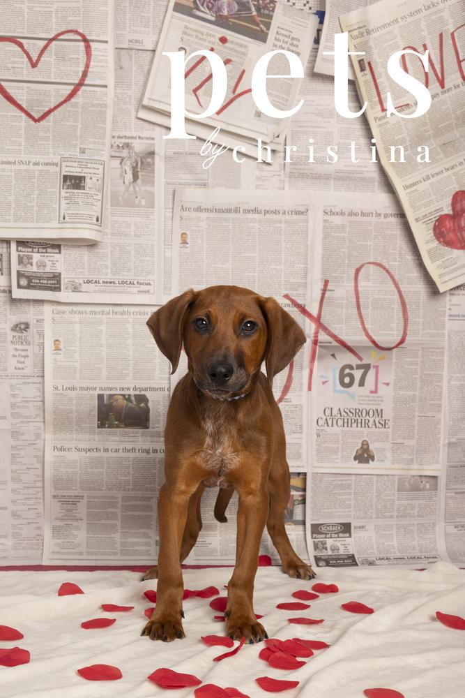 Enlarge P Pierson, a Adoptable mixed breed in Warrenton, MO image 6/6