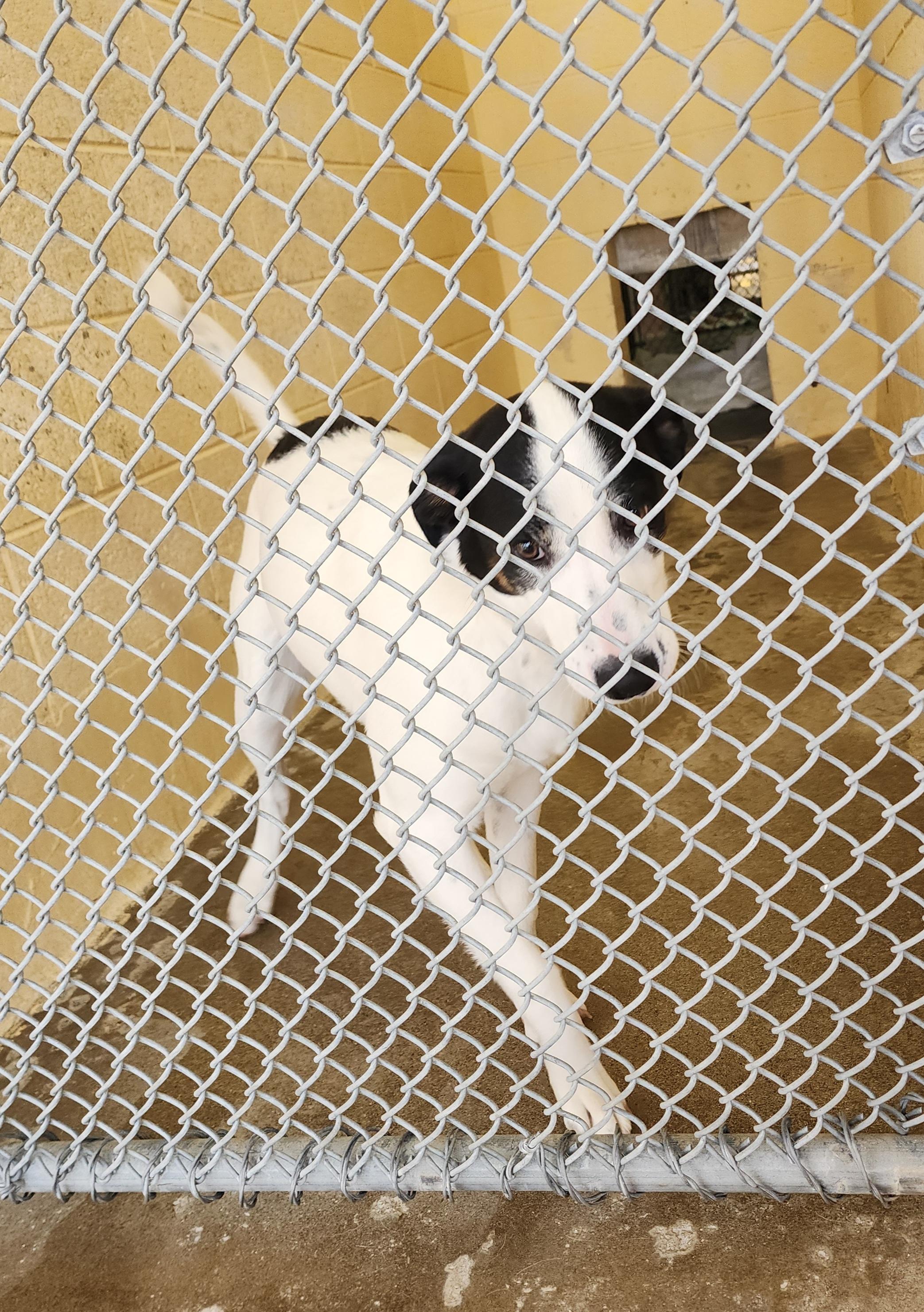 Enlarge 26-28, an adoptable Border Collie in Ridgecrest, CA image 1/1