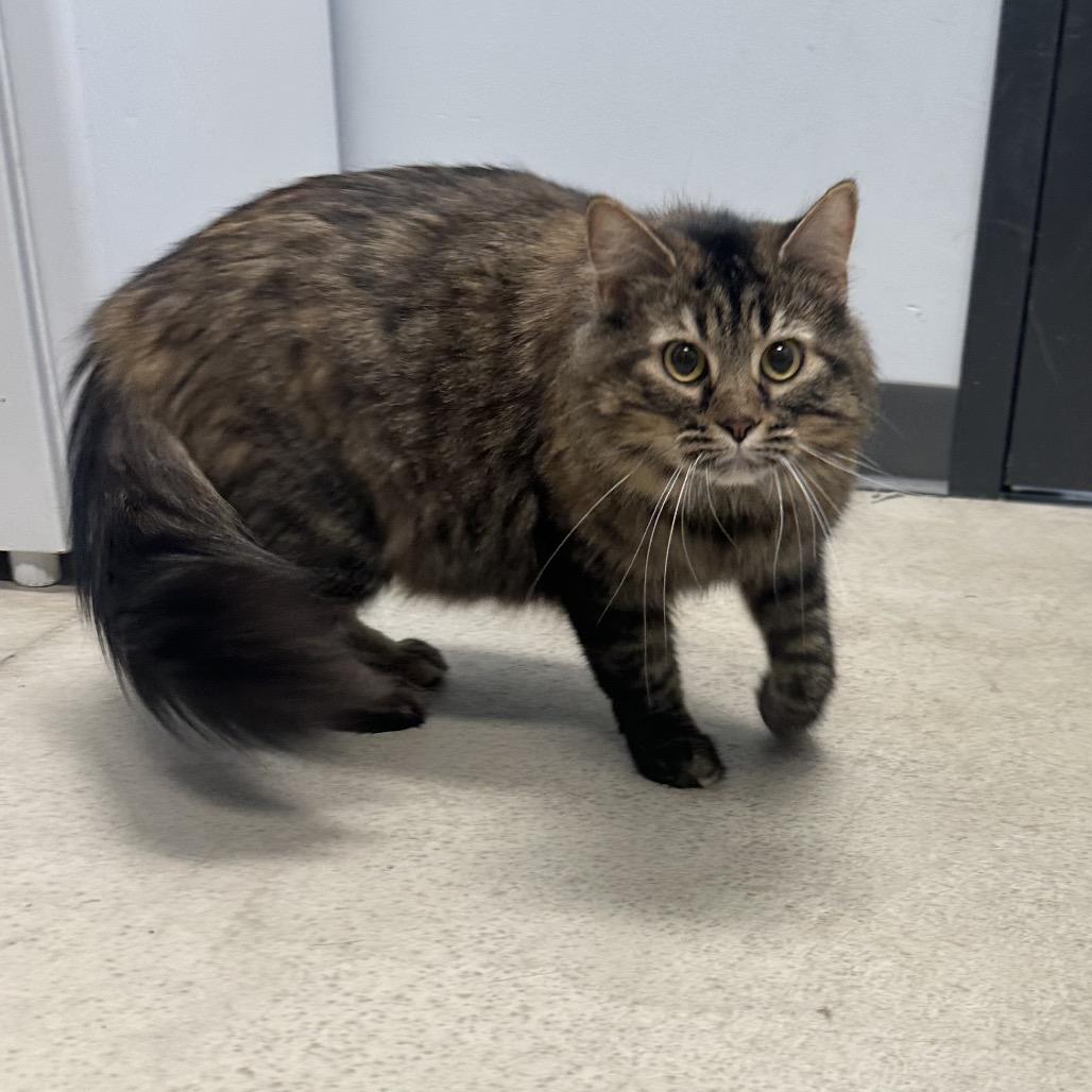Enlarge Snafurini, a ADOPTABLE Domestic Medium Hair in Clinton, IL image 1/1