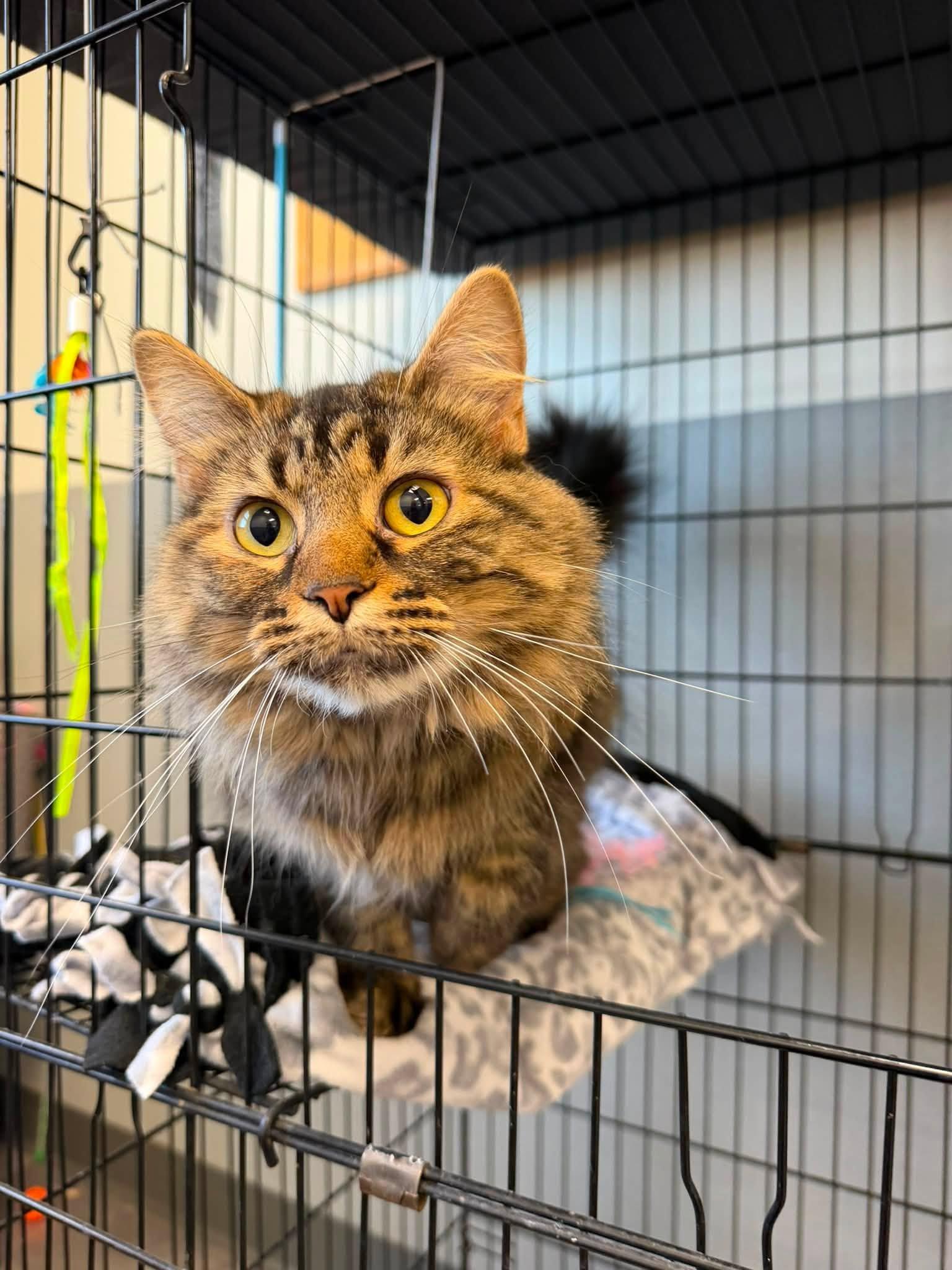 Snafurini, adoptable, Adult Female Domestic Medium Hair.