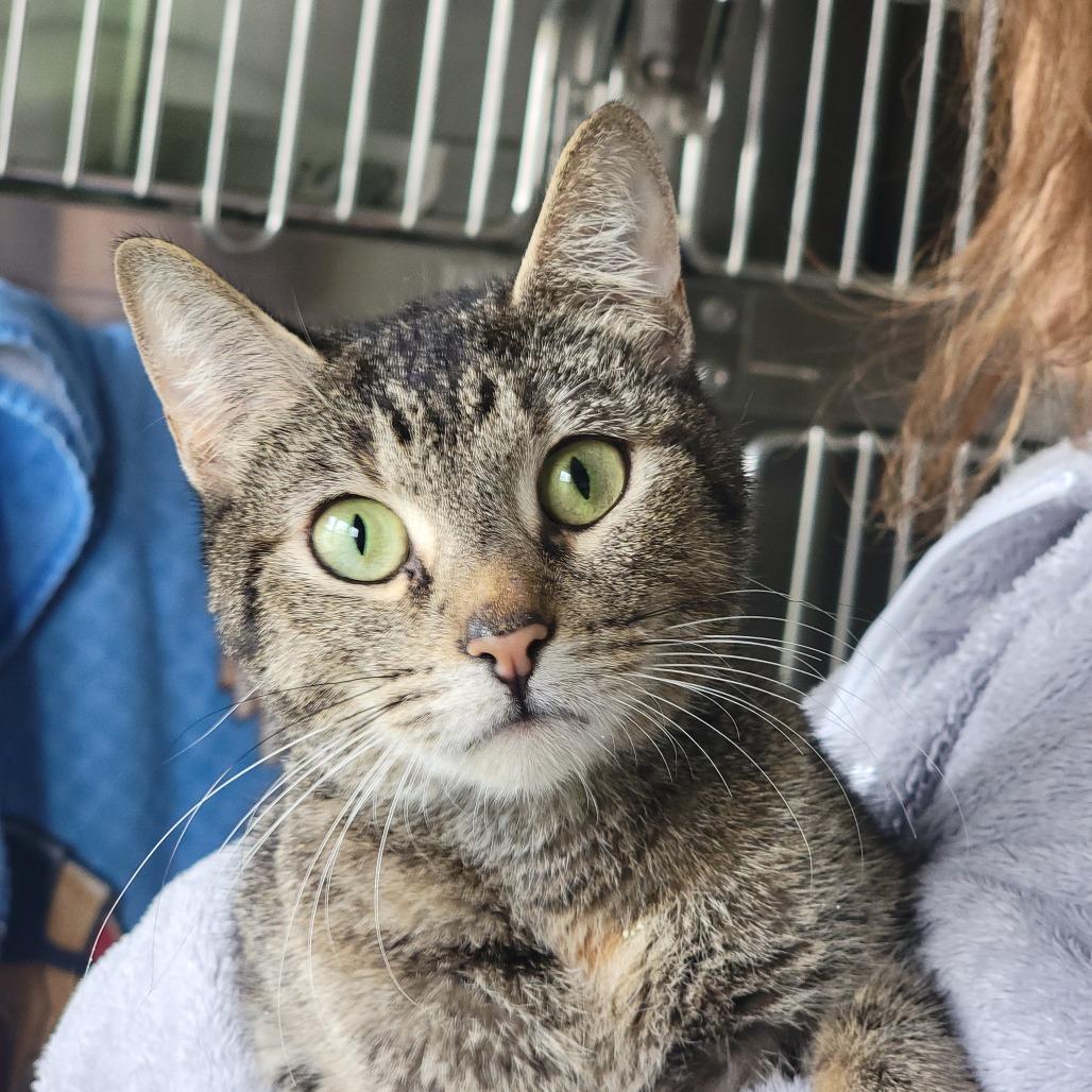 Lollypop, Adoptable, Adult Female Domestic Short Hair.