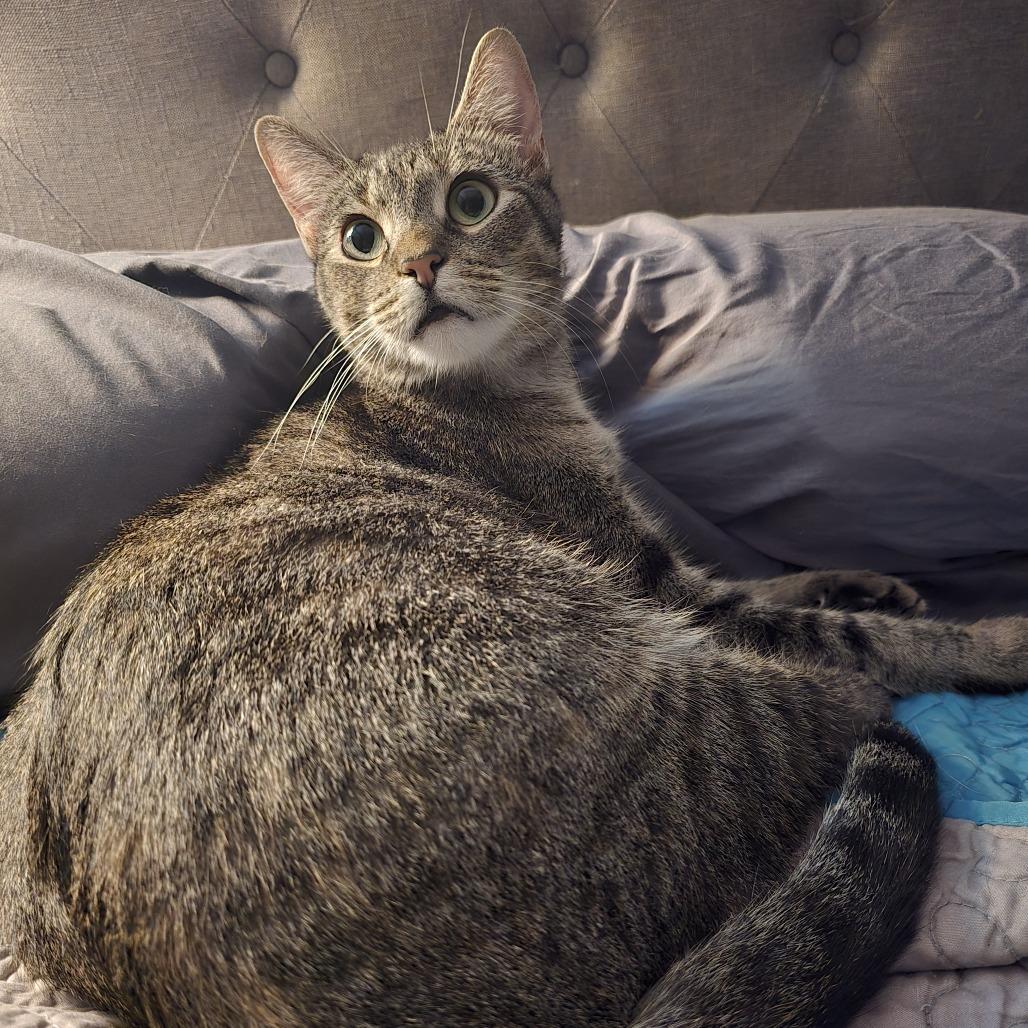 Enlarge Lollypop, a Adoptable Domestic Short Hair in Troy, IL image 2/2