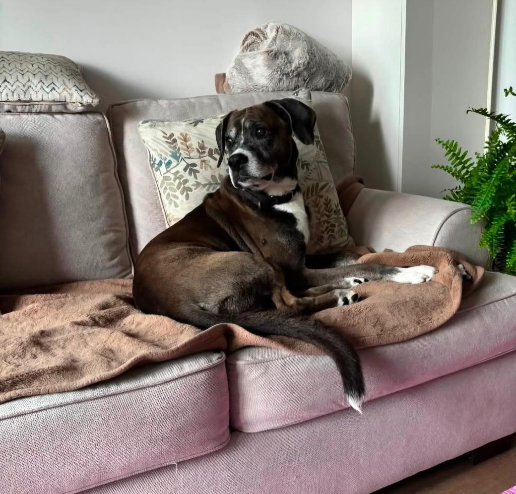 Alex, Adoptable, Adult Male Boxer.