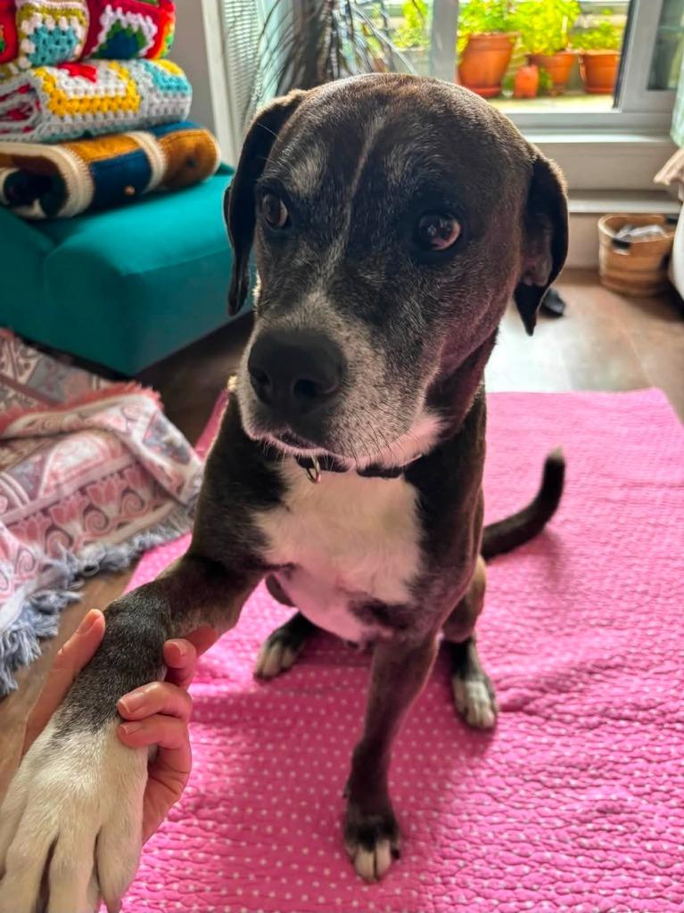 Alex, a Adoptable Boxer in Toronto, ON image 2/5