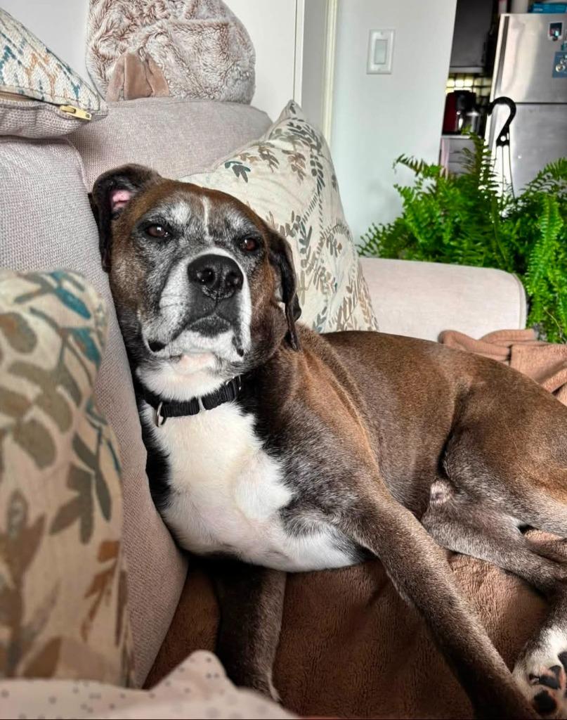 Alex, a Adoptable Boxer in Toronto, ON image 3/5