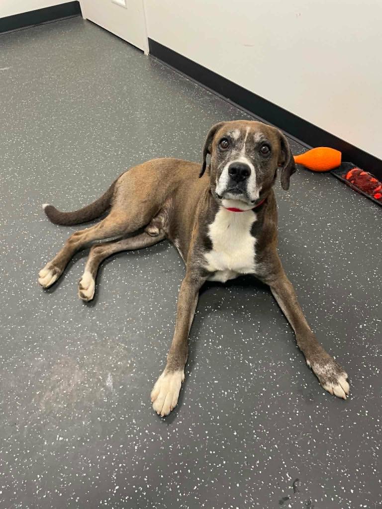 Alex, a Adoptable Boxer in Toronto, ON image 4/5