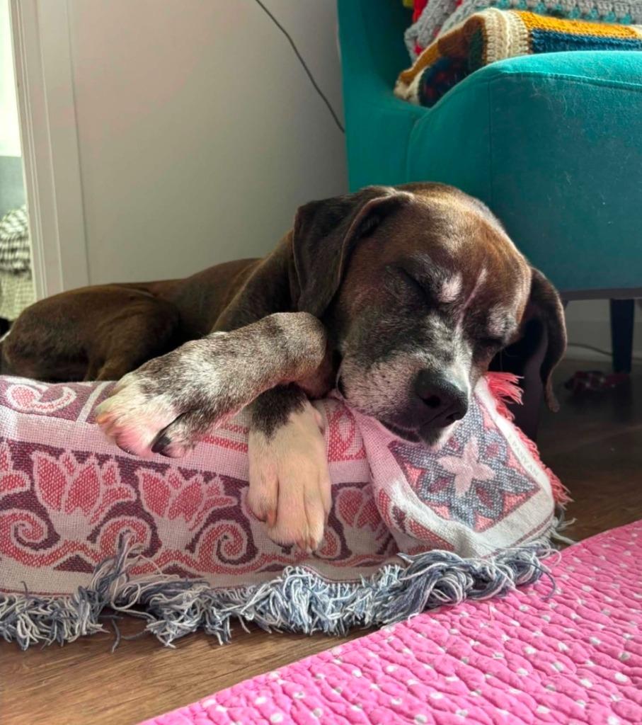 Alex, a Adoptable Boxer in Toronto, ON image 5/5