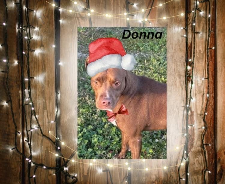 Enlarge Donna, a Adoptable Pit Bull Terrier in Denison, TX image 1/1