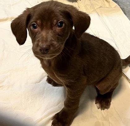 Dougal — thumbnail 2