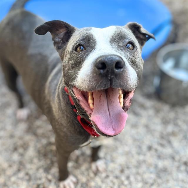 IVY, Adoptable, Adult Female Pit Bull Terrier.