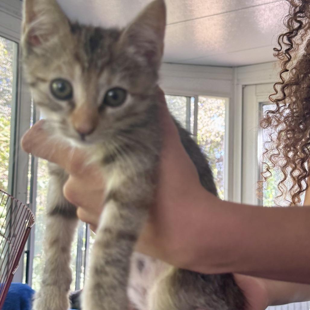 Enlarge Buttercup, a Adoptable Domestic Short Hair in Ventura, CA image 1/1