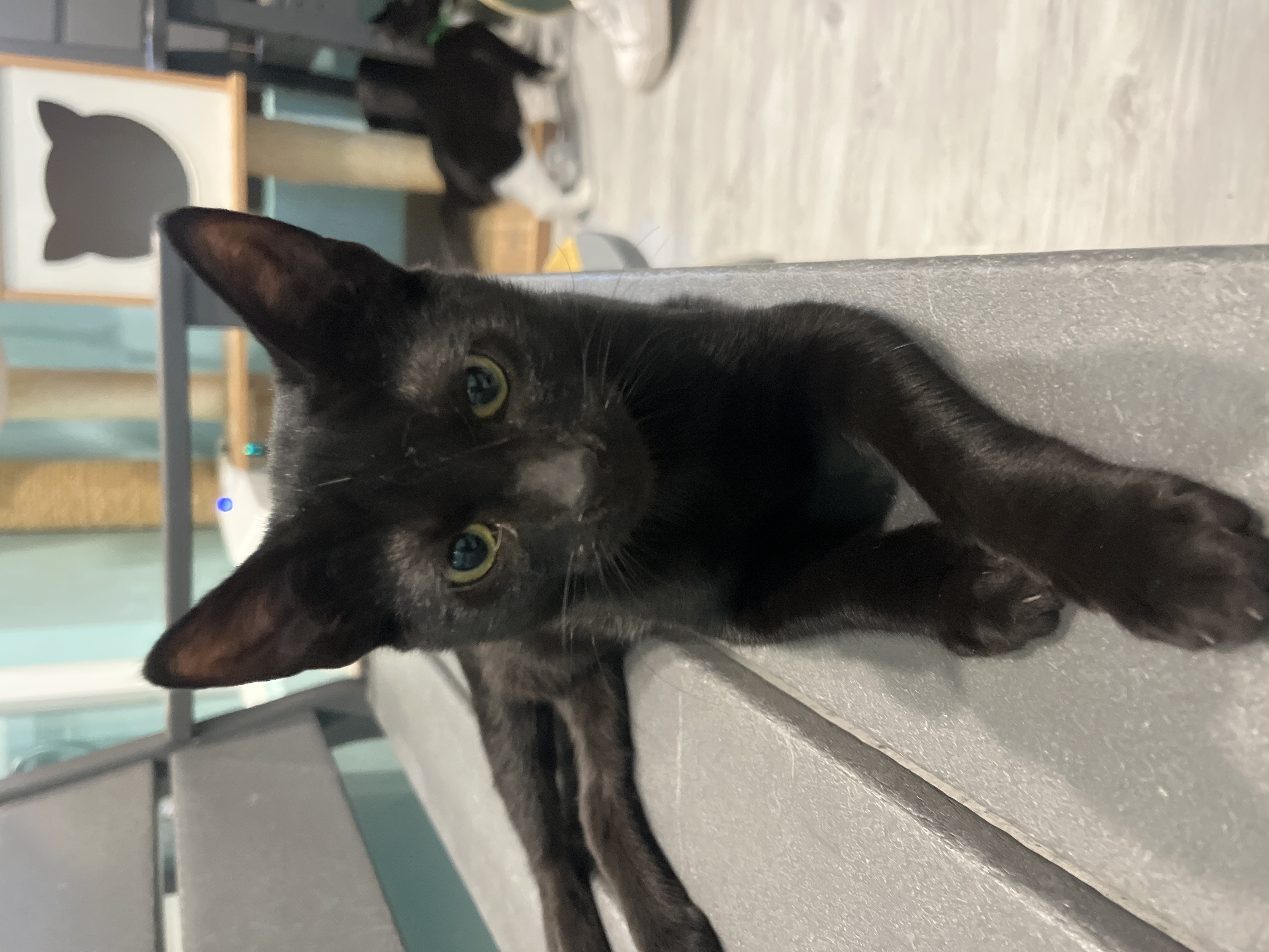 Enlarge Bob, a Adoptable Domestic Short Hair in Aiea, HI image 1/1