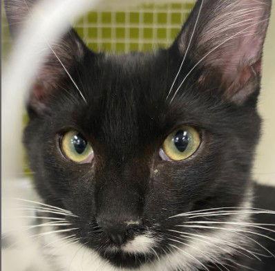 Louis, Adopted, Kitten Male Domestic Short Hair.