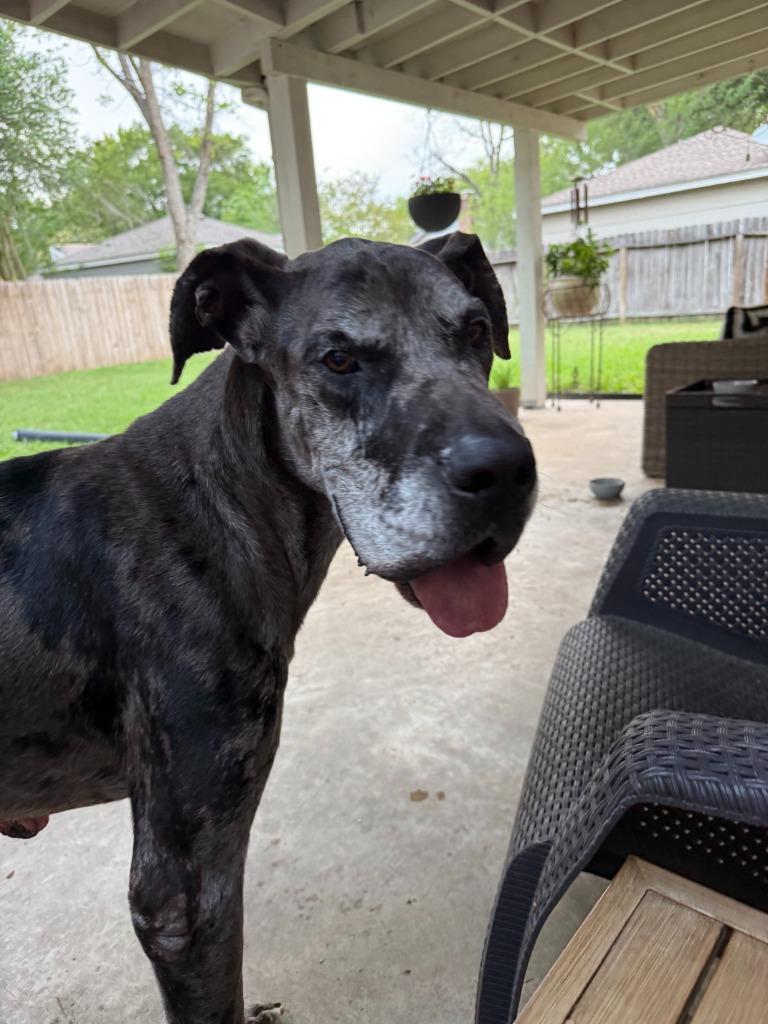 Oscar Doo, a ADOPTABLE Great Dane in baton Rouge, LA image 1/2