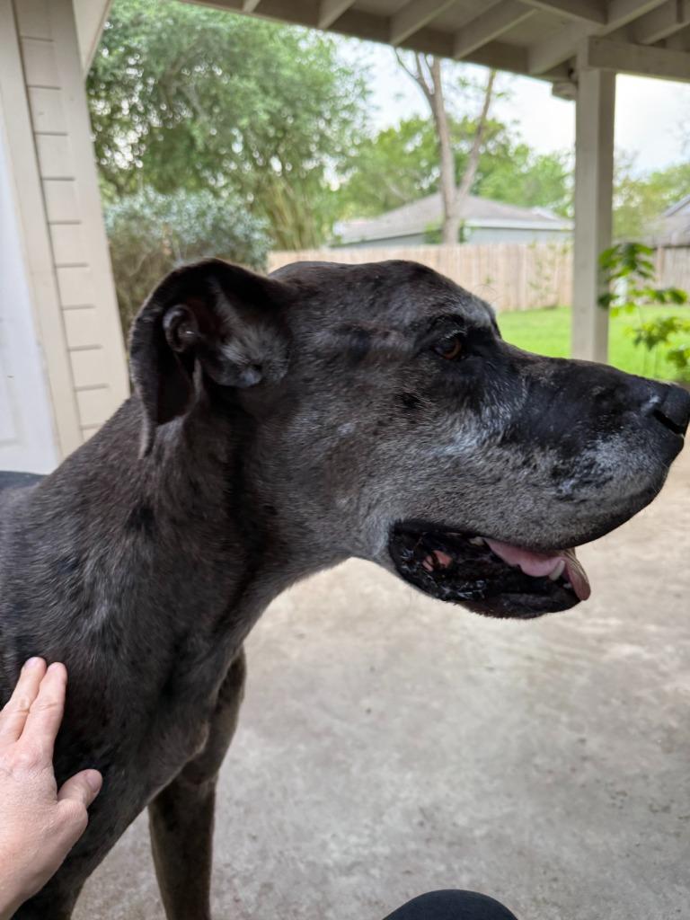 Oscar Doo, a ADOPTABLE Great Dane in baton Rouge, LA image 2/2