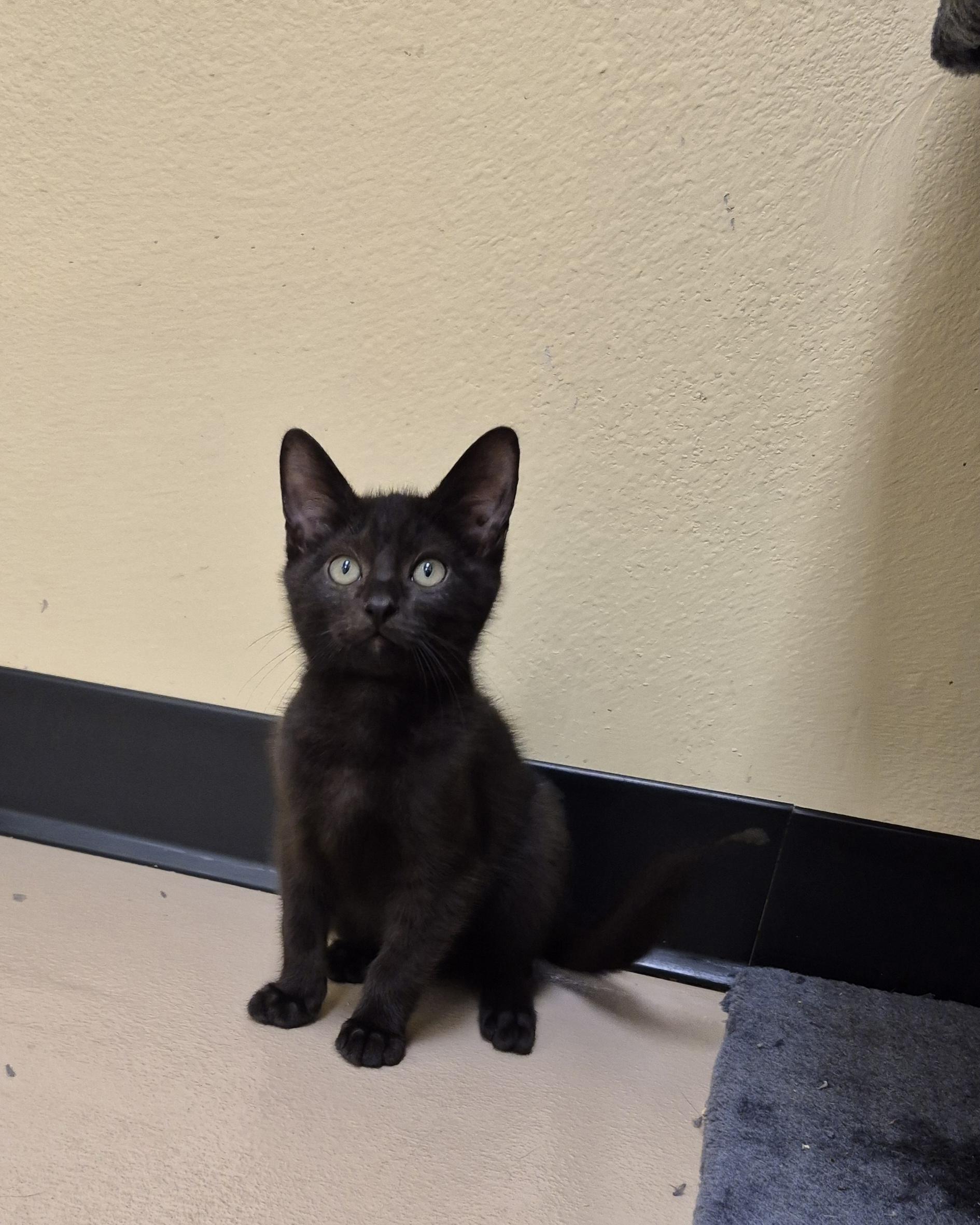Beetle, ADOPTABLE, Young Male Domestic Short Hair.