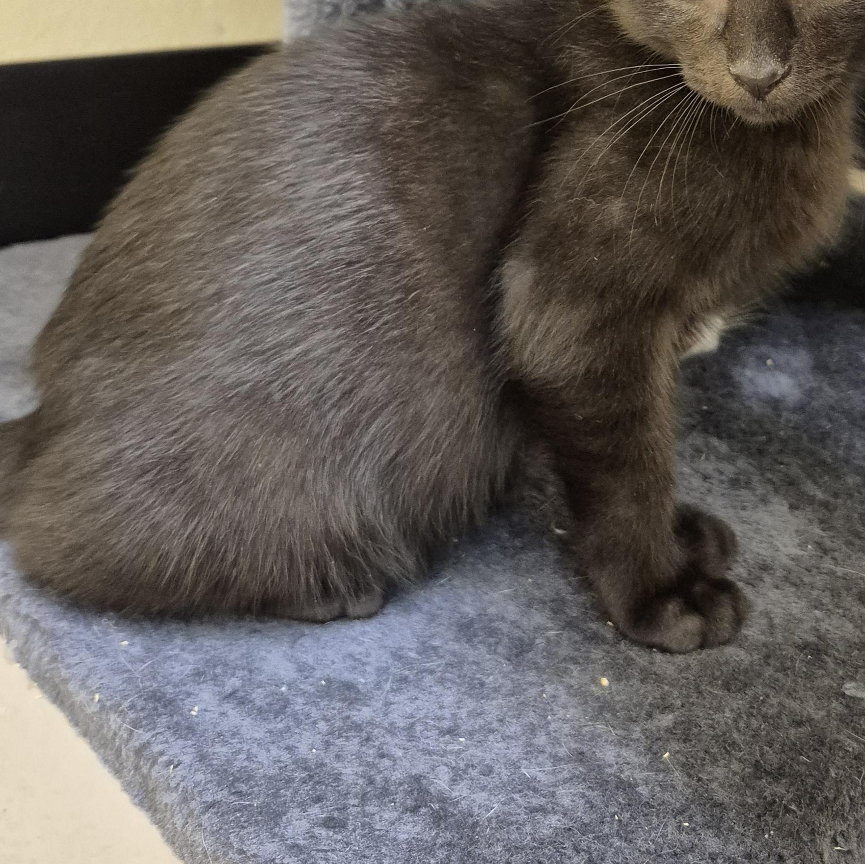 Beetle, a ADOPTABLE Domestic Short Hair in Schertz, TX image 3/3
