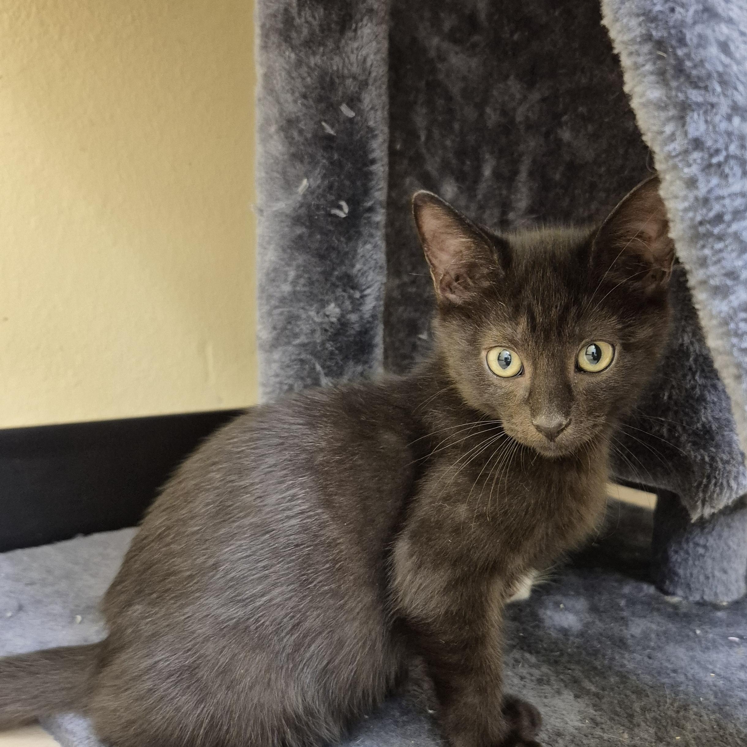 Beetle, a ADOPTABLE Domestic Short Hair in Schertz, TX image 2/3